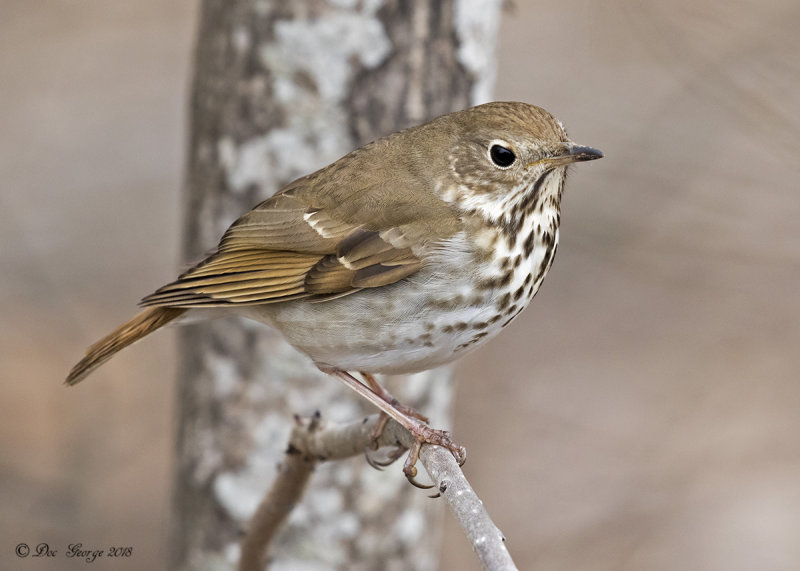 Hermit Thrush