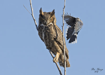 Great Horned Owl being attacked by Blue Jay