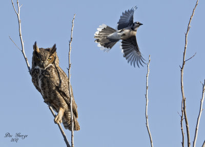  Blue Jay makes his escape after attacking Great Horned Owl 