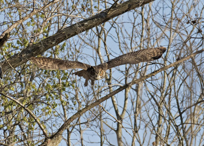 Great Horned Owl