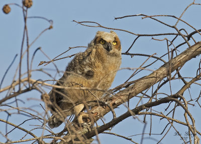 Great Horned Owl - Owlet