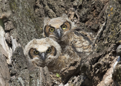 Great Horned Owl - Owlets