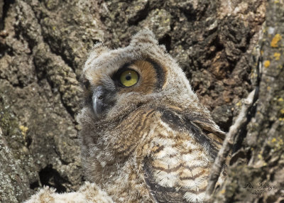 Great Horned Owl - Owlet