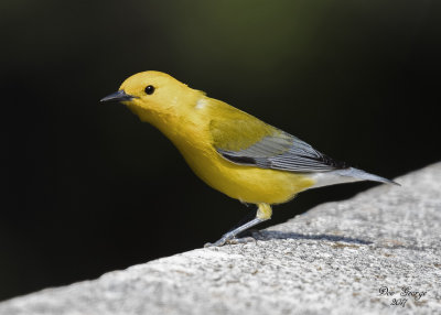 Prothonotary Warbler