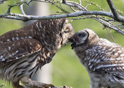Barred Owl mom feeding owlet