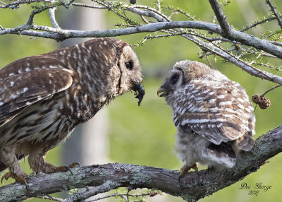 Barred Owl mom feeding owlet