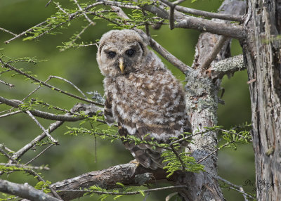 Barred Owl Owlet
