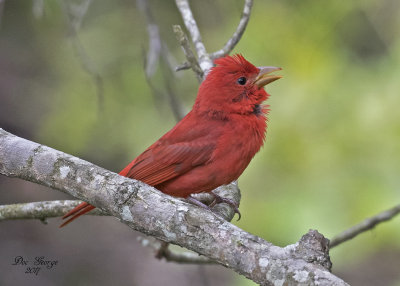 Summer Tanager
