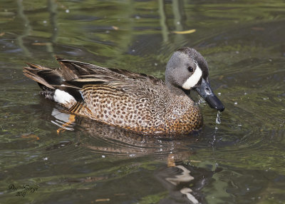 Blue-winged Teal