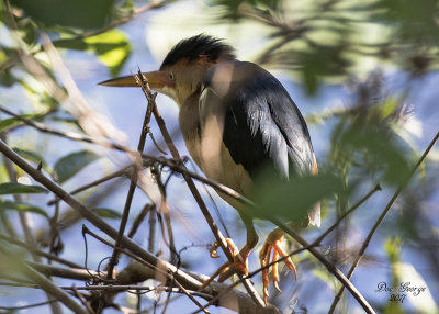 Least Bittern