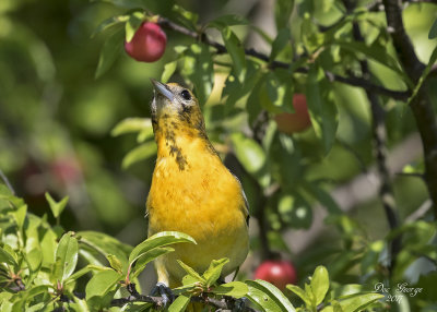 Female Orchard Oriole  --  Eyeing a ripe plum