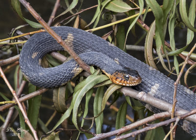 Banded Water Snake