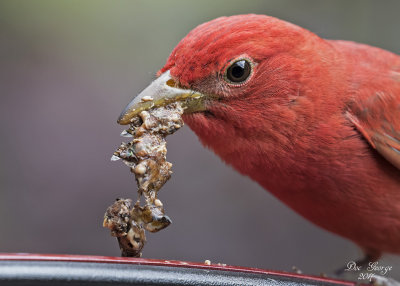 Summer Tanager --  Eating dragonfly