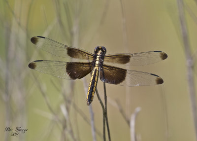 Dragonfly (Libellula Luctuosa)