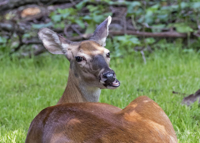 White-tailed Deer  ---  Saying Hey you get that camera out of my face