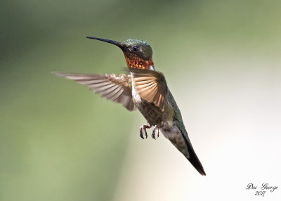 Ruby-throated Hummingbird