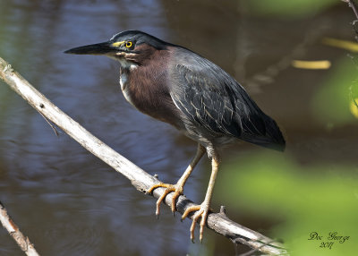 Green Heron