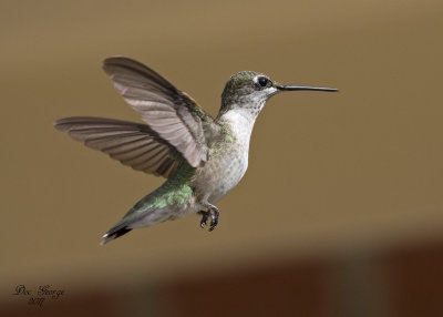 Ruby-throated Hummingbird