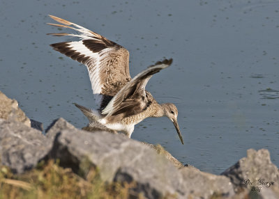 Willet with damaged primary feathers on left wing