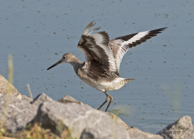 Willet with damaged primary feathers on left wing