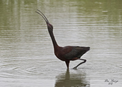 Glossy Ibis