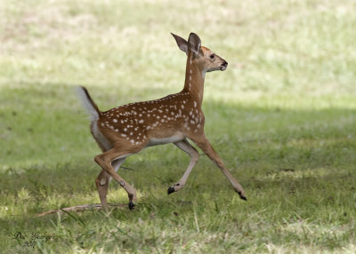 White-tail Fawn