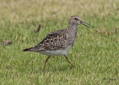 Pectoral Sandpiper