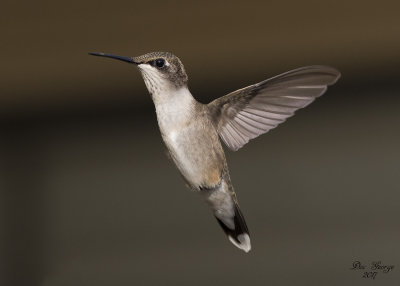 Ruby-throated Hummingbird