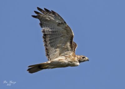 Red-tailed Hawk  Juvenile