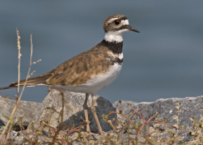 Killdeer