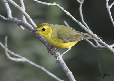 Wilson Warbler - First Year