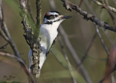 Hairy Woodpecker