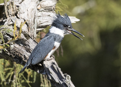 Belted Kingfisher --  Female