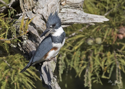 Belted Kingfisher --  Female