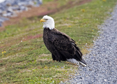 Bald Eagle