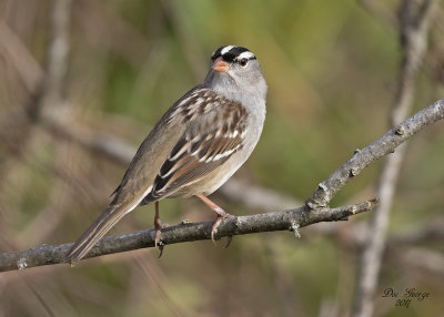 White-crowned Sparrow