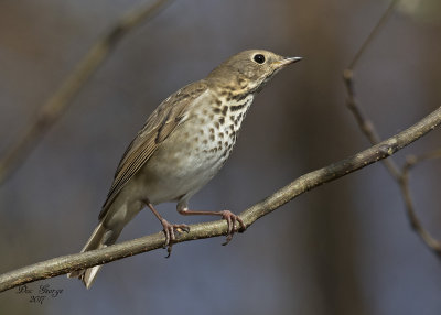 Hermit Thrush