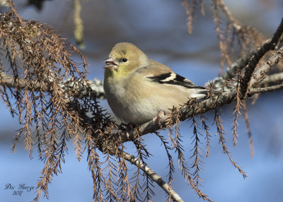 American Goldfinch