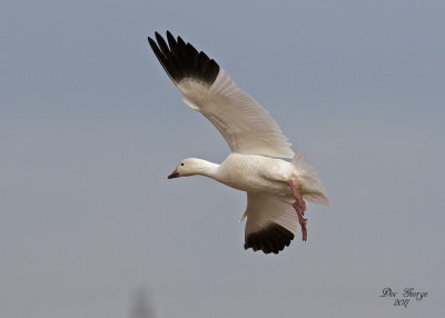 Snow Goose