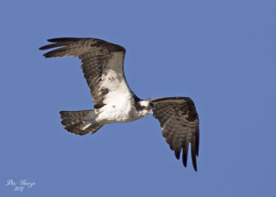 Osprey