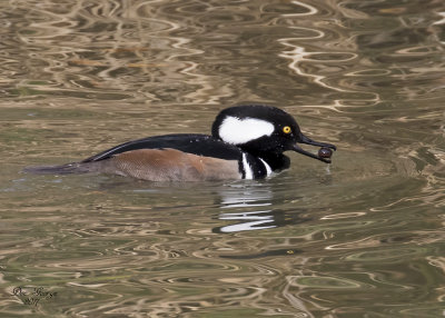 Hooded Merganser