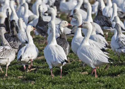 Snow Geese