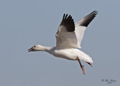 Snow Goose