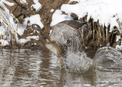 Wood Duck