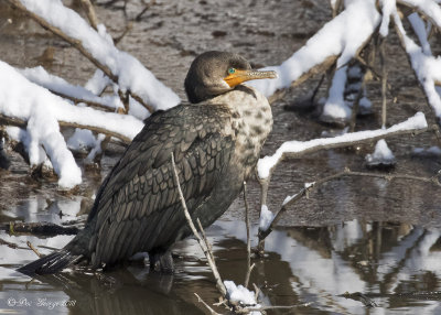 Double-crested Cormorant