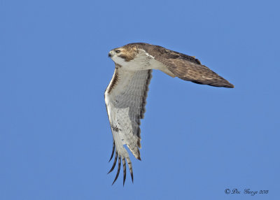 Red-tailed Hawk