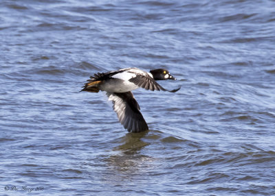 Common Goldeneye