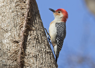 Red-bellied Woodpecker