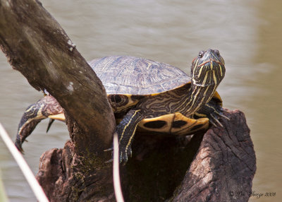 Red-eared Slider