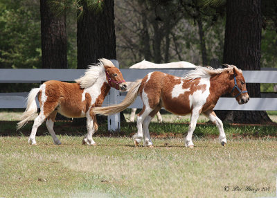 Osburn Road Ponies